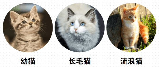 新手必存！超全猫癣应对手册（症状自查+用药指南）