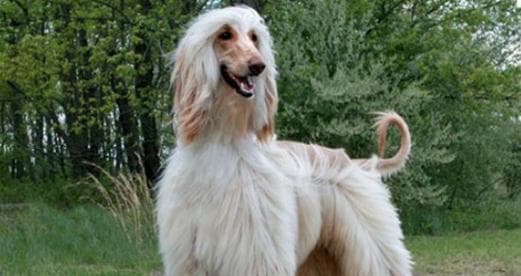 阿富汗猎犬饲养指南：从居住环境到健康管理全方位详解