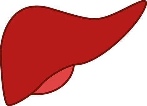 肝囊肿日常管理：保持健康生活方式并定期检查