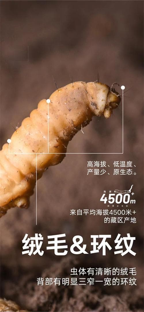 冬虫夏草出自哪个地区：这一珍贵药材的产地之谜