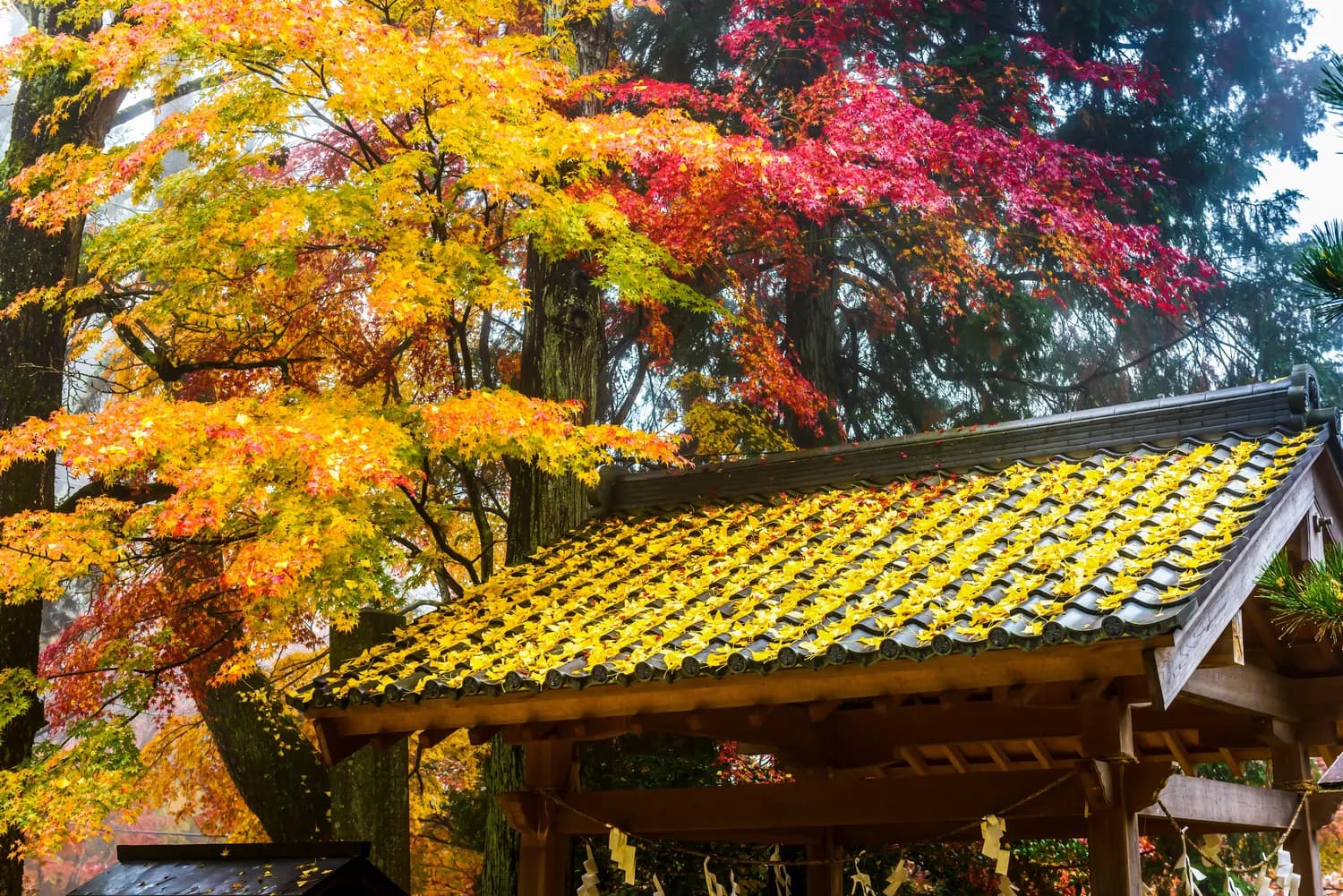 长沙两日游：岳麓山赏枫+橘子洲头漫步