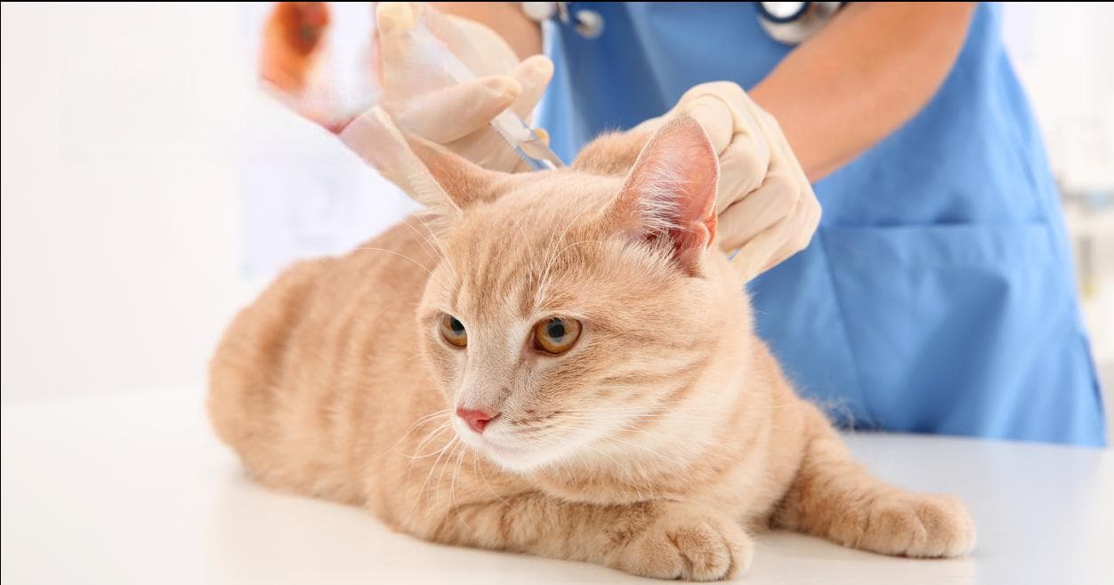 猫咪疫苗多久打一次，每年施打疫苗到底要打什么？