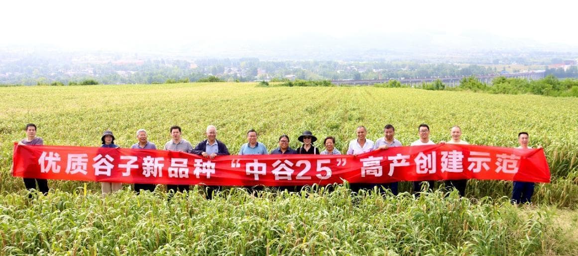 谷子新品种“中谷25”创我国夏谷高产新纪录
