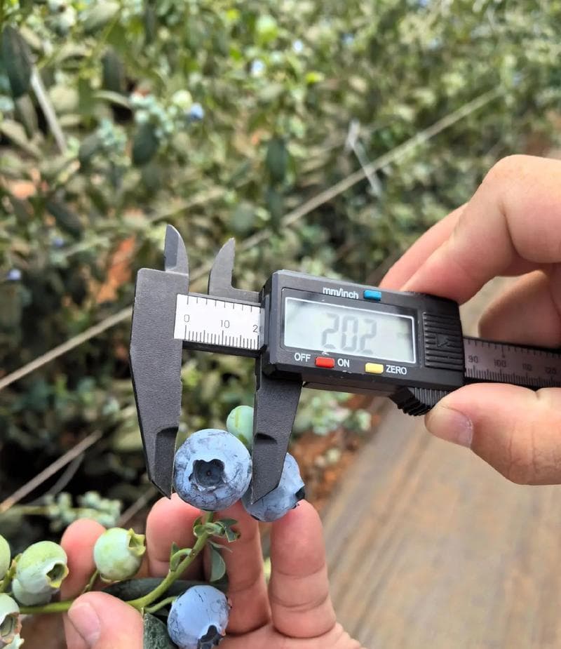 如何种植蓝莓-从选址到收成的全过程（蓝莓种植前的准备工作）