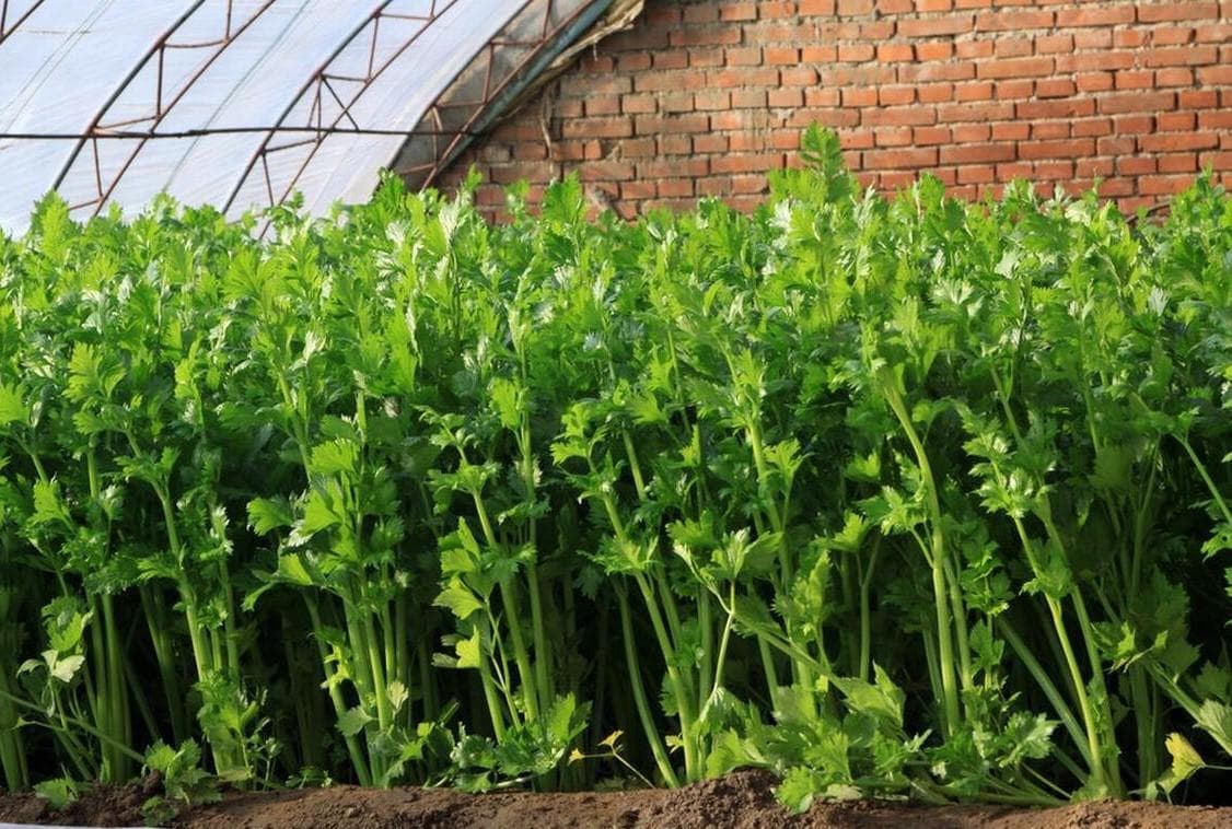 如何高产种植管理芹菜？