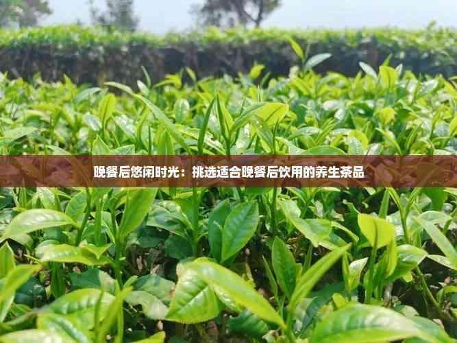晚餐后悠闲时光：挑选适合晚餐后饮用的养生茶品