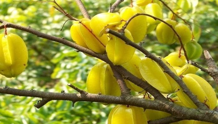 杨桃几月成熟上市（探秘杨桃的成熟周期与上市时间，带你了解这个清爽的水果）