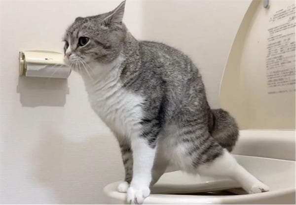 猫膀胱炎的症状与治疗：如何帮助爱宠早日康复？