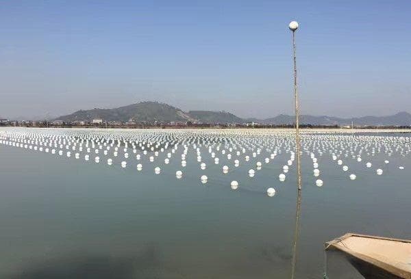 淡水珍珠与海水珍珠：种类、特点及优劣全解析