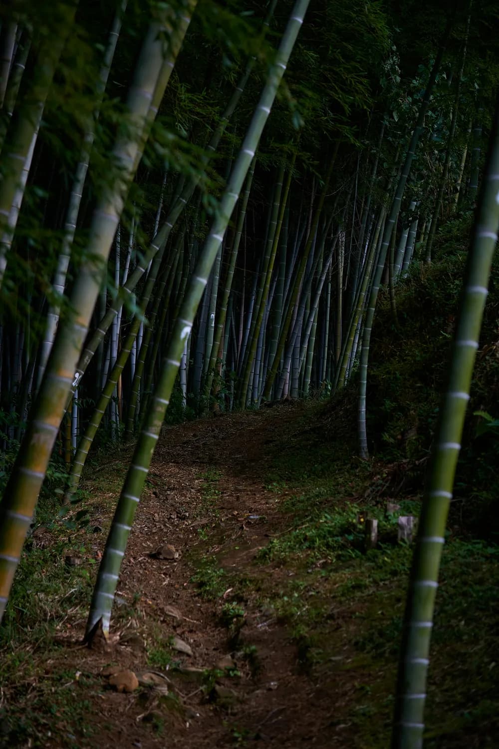 上海周边游打卡圣地：莫干山、临海红杉林、仙居公盂、东极岛、朱家角和恒大海上威尼斯