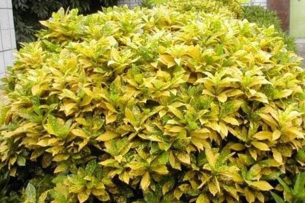 洒金榕怎么养殖？从种植到养护的全方位指南
