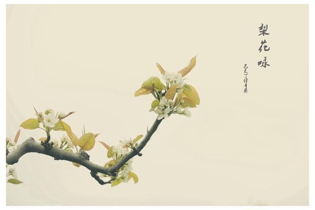 梨花形容什么？梨花：白雪似、清梦般的诗意意象!
