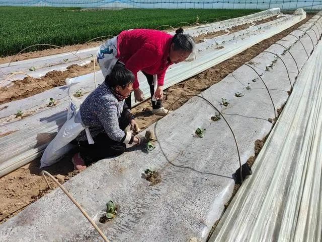 种植西瓜，用什么肥料最好