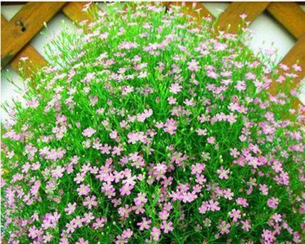 如何种植适合满天星的土（科学选择土壤）
