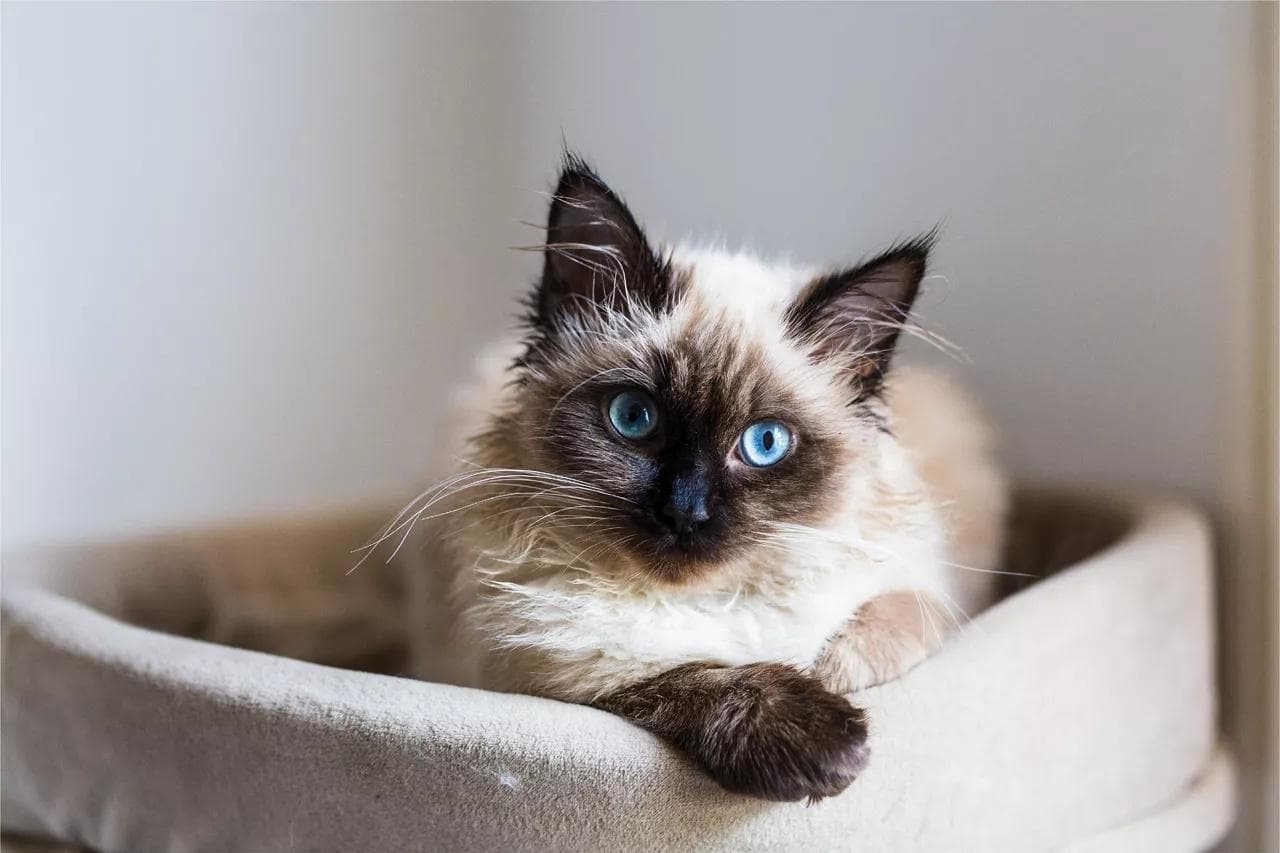 猫为什么会得猫藓？从成因到防治的全面解析
