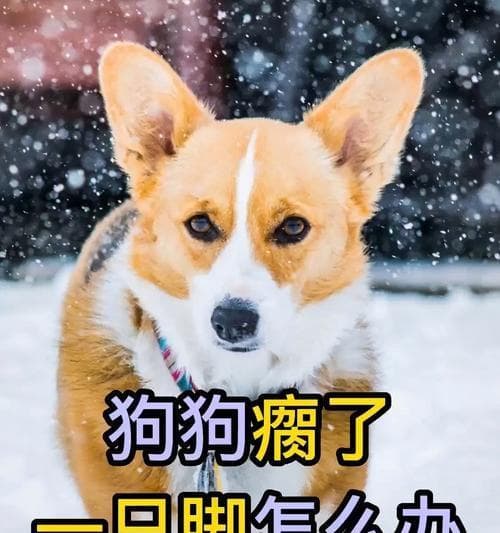 狗狗突然有一个腿瘸了怎么办？可能的原因和处理方法是什么？