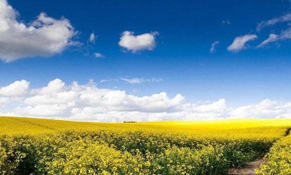 广东七大油菜花观赏地：从东莞桥头到云浮郁南