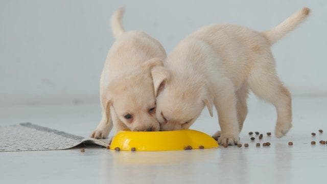 狗狗不同年龄段的喂养（不同年龄段狗营养要求和喂食技巧）
