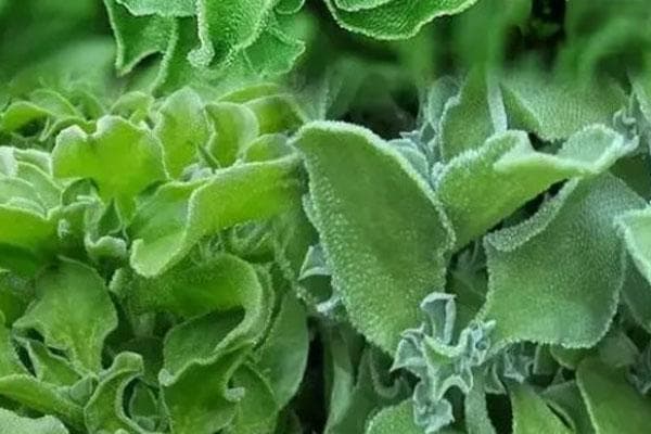 种一亩冰菜收入多少？