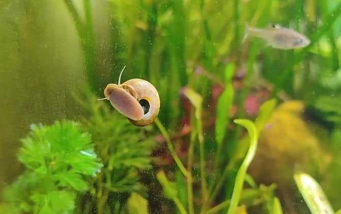 苹果螺的天敌是什么？