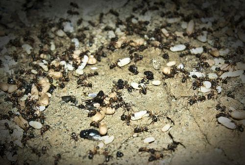 梦见好多蚂蚁：周公解梦中的勤劳与团结