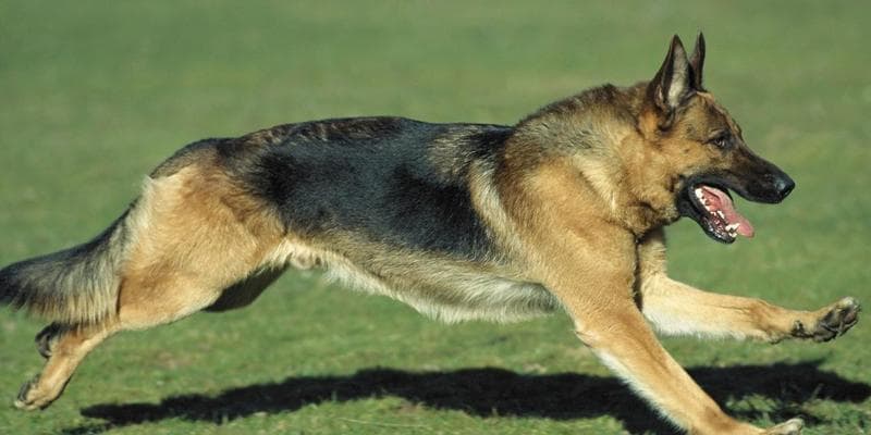 德国牧羊犬——忠诚勇敢的工作伙伴（德国牧羊犬的特点、历史和培养方式）