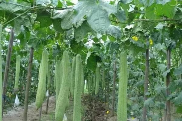 丝瓜的成熟时间：自然成熟期为9-10月份
