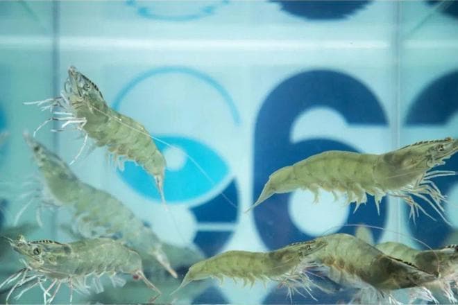 研究证实：大蒜提取物可有效提升南美白对虾养殖效益