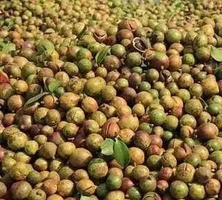 “油中之王”茶油：从童年噩梦到健康选择