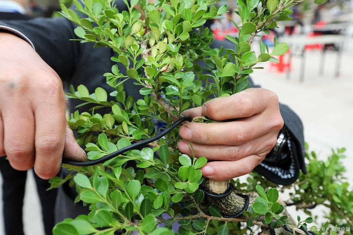蓝莓树能长多高，什么时候种植好？推荐三种蓝莓品种，南北方能种