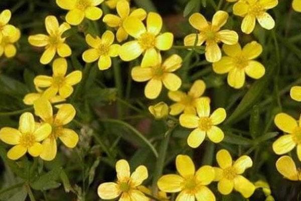 种猫爪草一亩地挣多少钱？