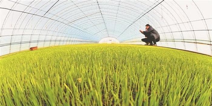 新技术让水稻出苗提前10天，北大荒开启智能育秧新模式