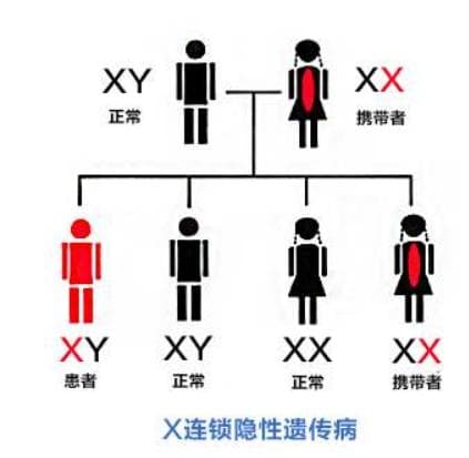 DMD（杜氏肌营养不良症）的全面介绍：从疾病机制到治疗方案