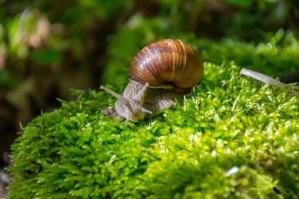 蜗牛生活在哪里
