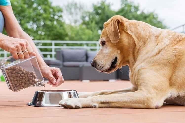 兽医推荐：老年犬营养指南