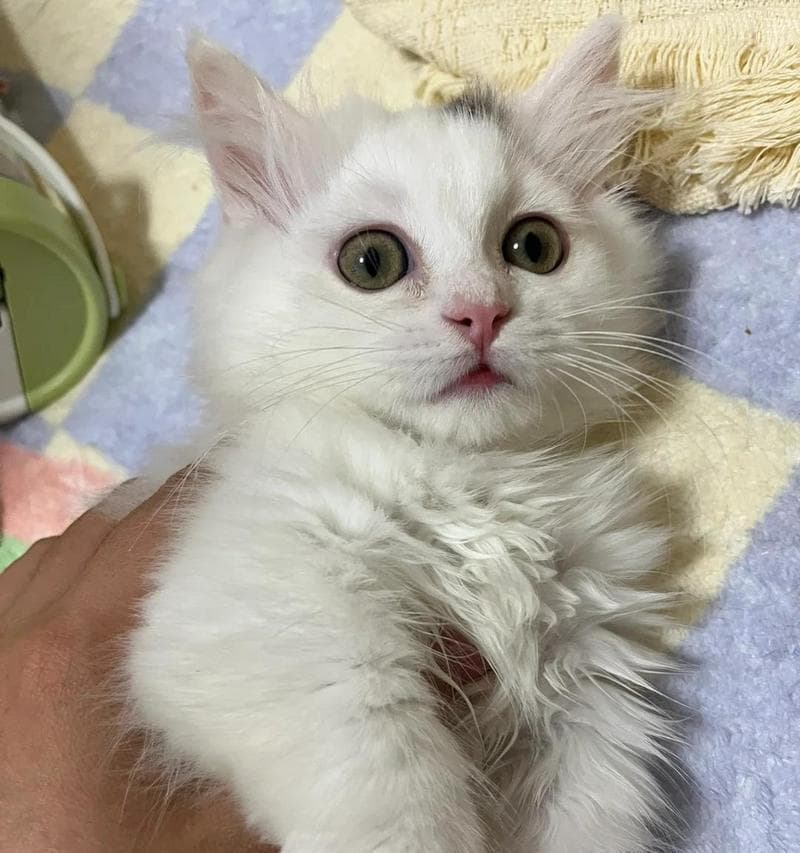 猫鼻支的原因及护理方法（了解猫鼻支的成因，掌握护理方法，呵护爱猫的鼻子健康）