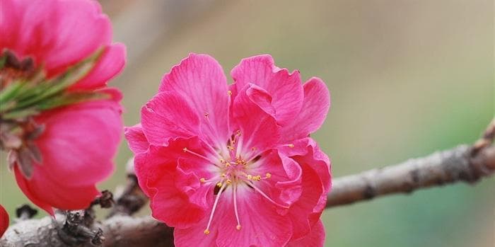桃花的象征意义：美丽、希望、爱情与福气的多重寓意