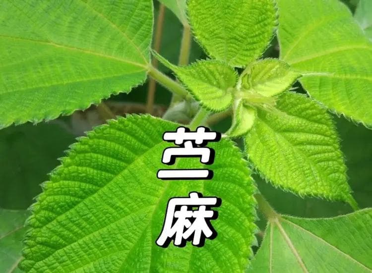 苎麻，一种以“中国”命名的植物，西方人眼中的“中国草”！