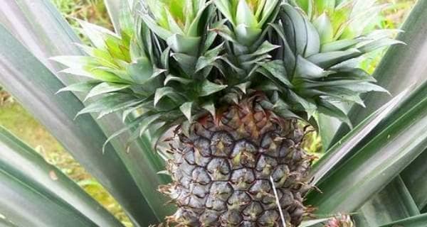 凤梨多久浇一次水？如何正确进行凤梨的浇水养护？