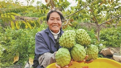 释迦果俏价格好 “甜蜜”产业助振兴