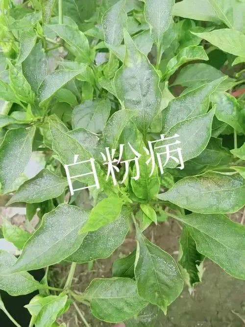 引起辣椒落叶的四种病害及防治措施