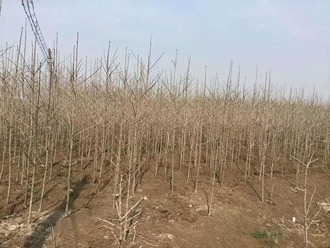 山东银杏树的栽培种植技术