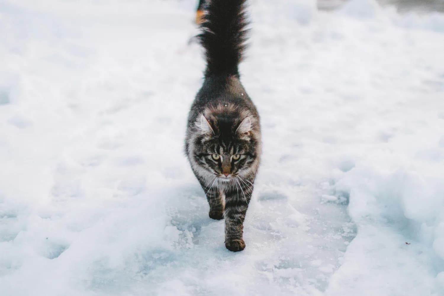 研究发现：猫咪舒适温度超20℃，这些保暖措施请收好