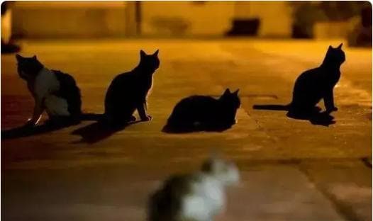 猫咪的神秘夜生活：它们在夜间究竟做些什么？