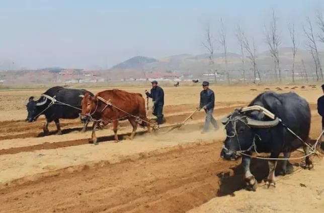 2025年是“七龙治水”，是旱还是涝？有啥说法？