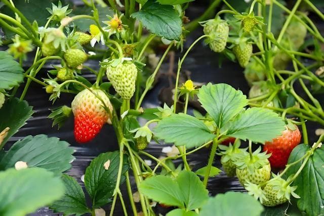 草莓用什么肥料最好，施肥需要施多少量，施肥后需要注意什么？