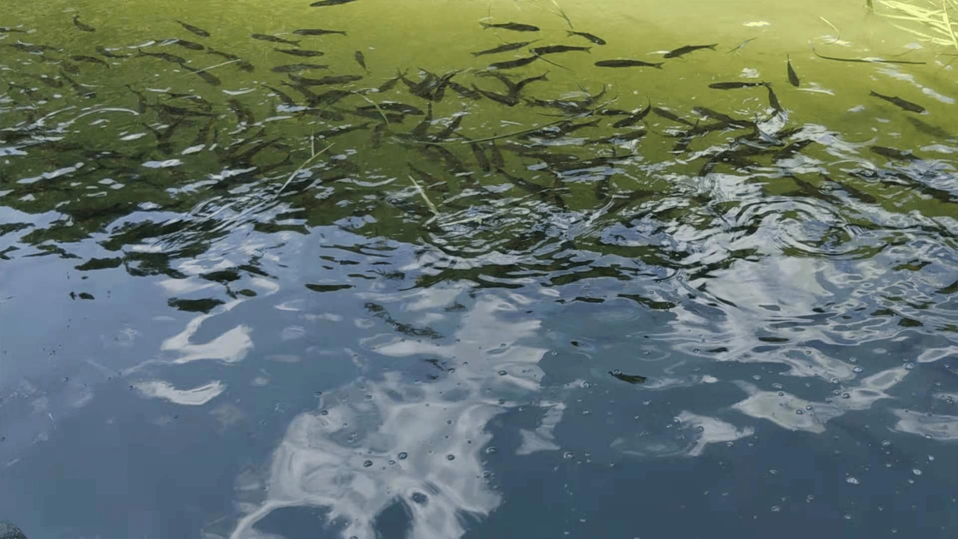 水产养殖中氨氮、亚硝酸盐如何降解？快速安全降亚盐，这里有妙招