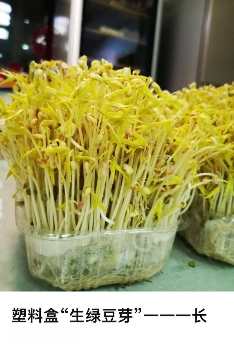 豆芽是用水还是土培？
