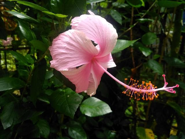水芙蓉有毒吗？水芙蓉的叶子能吃吗？