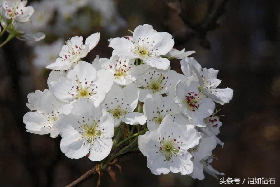 梨花泡茶有什么功效 ？这些要知道
